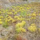 Isolepis cernua