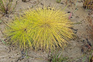 Slender Club-rush: Isolepis cernua