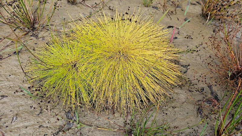 Isolepis cernua - © Barry Stewart