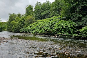 Japanese Knotweed: Fallopia japonica