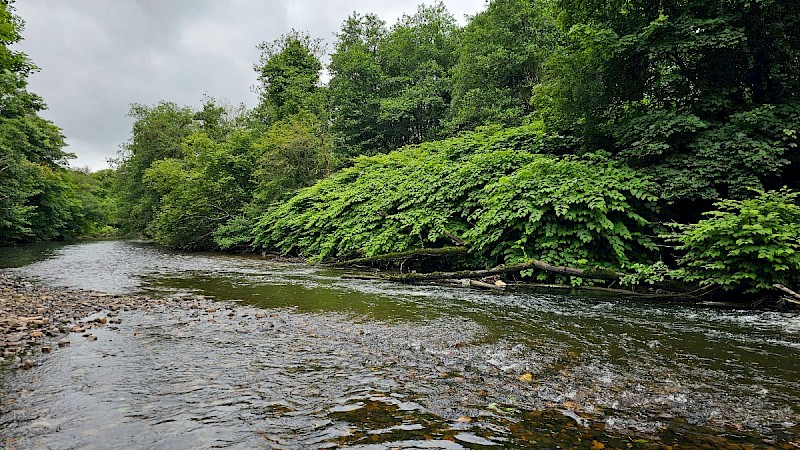 Fallopia japonica - © Barry Stewart