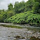 Fallopia japonica