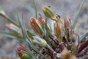 Frog Rush: Juncus ranarius