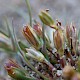 Juncus ranarius