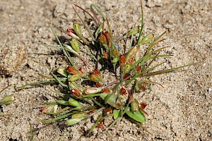 Frog Rush: Juncus ranarius