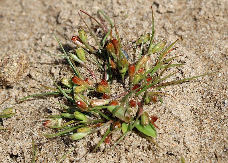 Juncus ranarius - © Barry Stewart