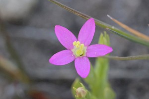 Lesser Centaury: Centaurium pulchellum