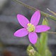 Centaurium pulchellum