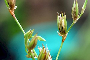 Juncaceae