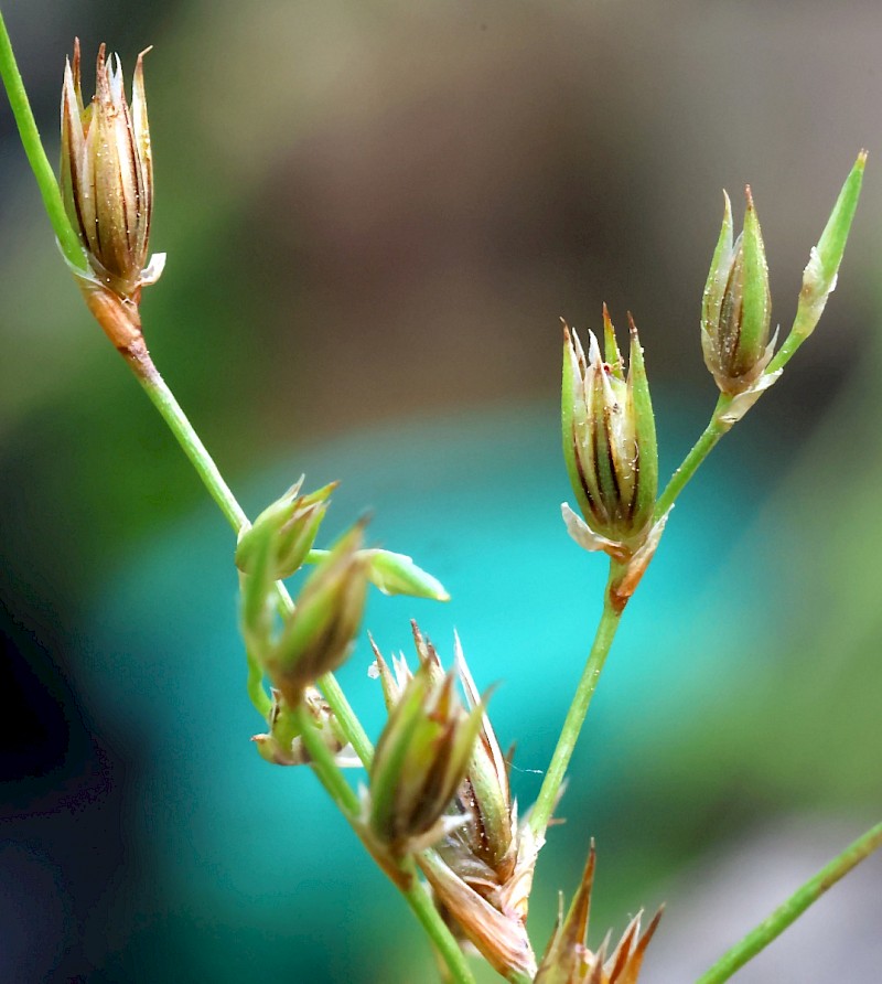 Juncus foliosus - © Charles Hipkin