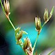 Juncus foliosus