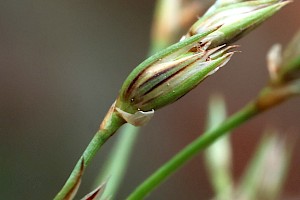 Leafy Rush: Juncus foliosus