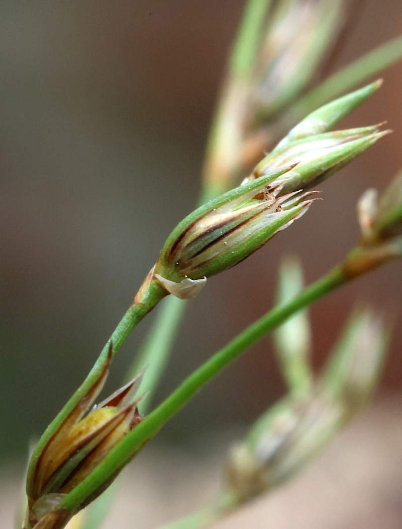 Juncus foliosus - © Charles Hipkin