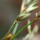 Juncus foliosus