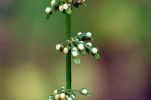 Wood Dock: Rumex sanguineus