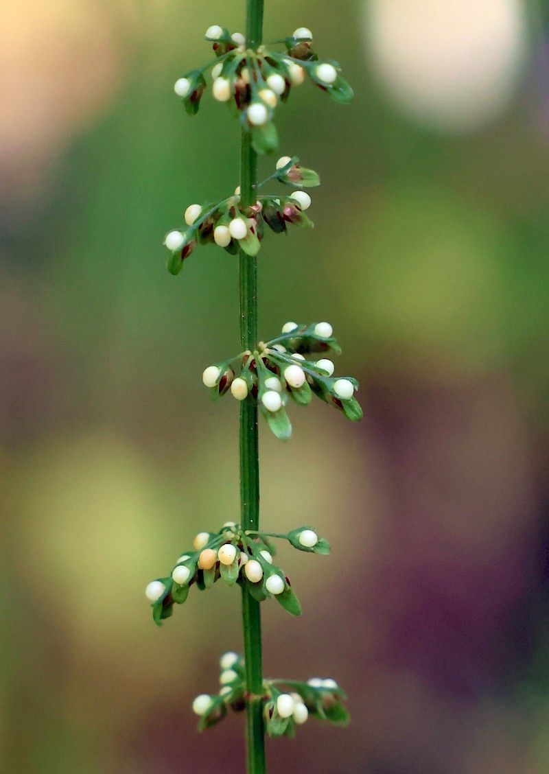 Rumex sanguineus - © Charles Hipkin