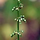 Rumex sanguineus