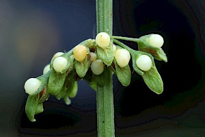 Wood Dock: Rumex sanguineus