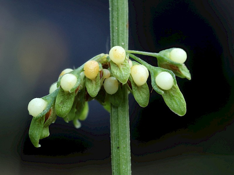 Rumex sanguineus - © Charles Hipkin