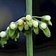 Rumex sanguineus