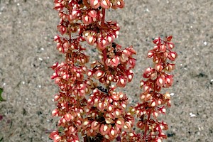 Curled Dock: Rumex crispus subsp. littoreus