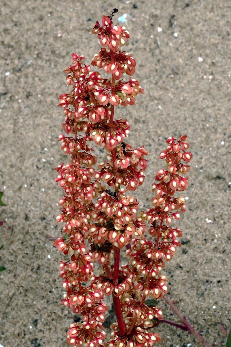 Rumex crispus subsp. littoreus - © Charles Hipkin