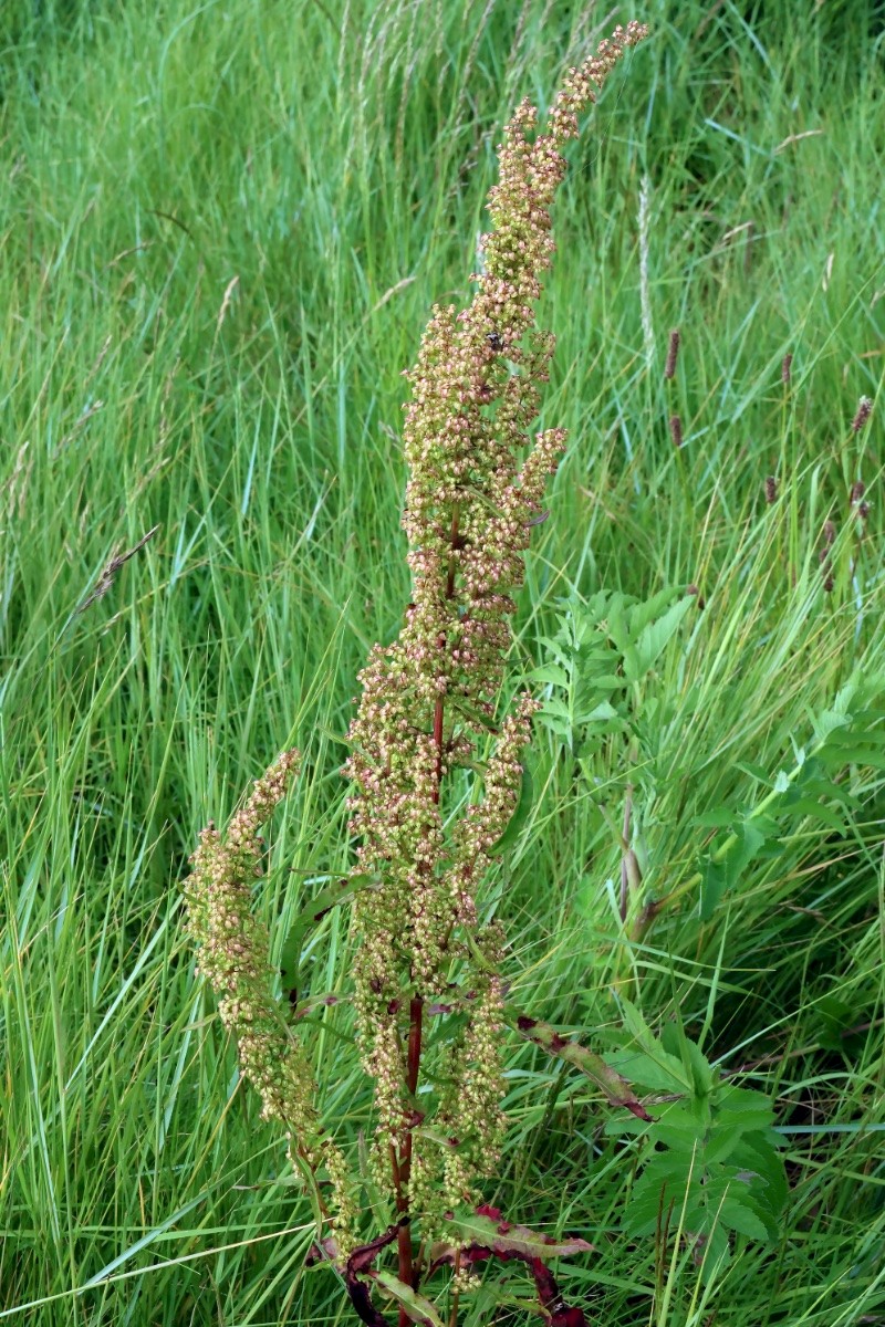 Rumex crispus subsp. littoreus - © Charles Hipkin