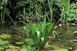 Alisma lanceolatum Narrow-leaved Water-plantain