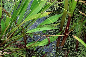 Narrow-leaved Water-plantain: Alisma lanceolatum