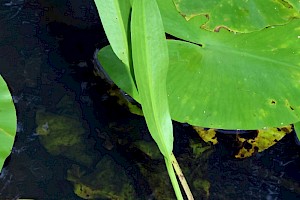 Narrow-leaved Water-plantain: Alisma lanceolatum