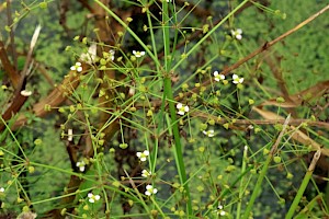 Narrow-leaved Water-plantain: Alisma lanceolatum