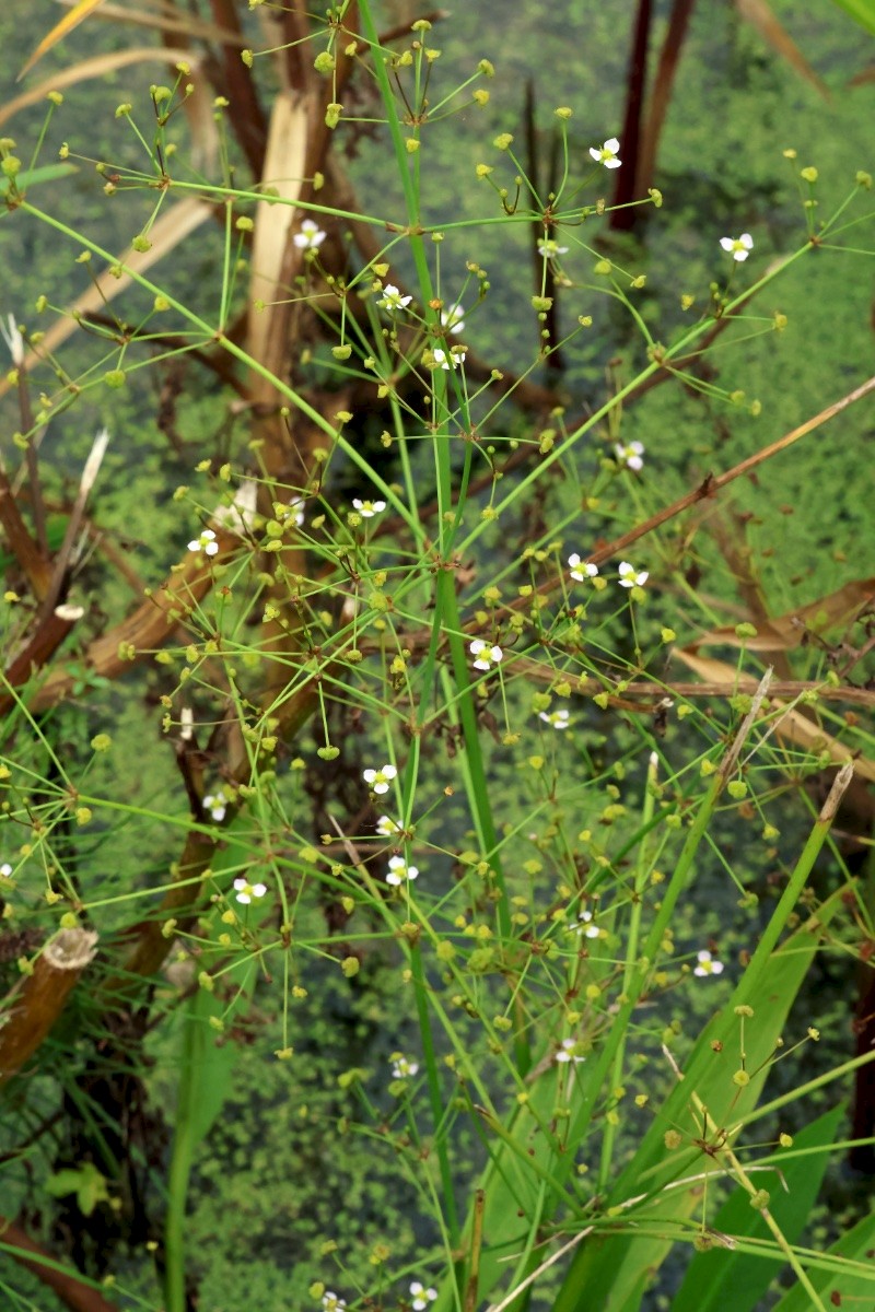 Alisma lanceolatum - © Charles Hipkin