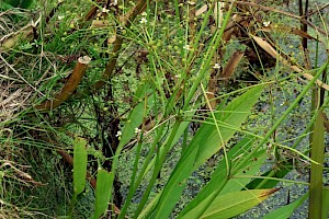 Narrow-leaved Water-plantain: Alisma lanceolatum