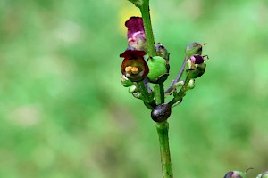 Water Figwort: Scrophularia auriculata