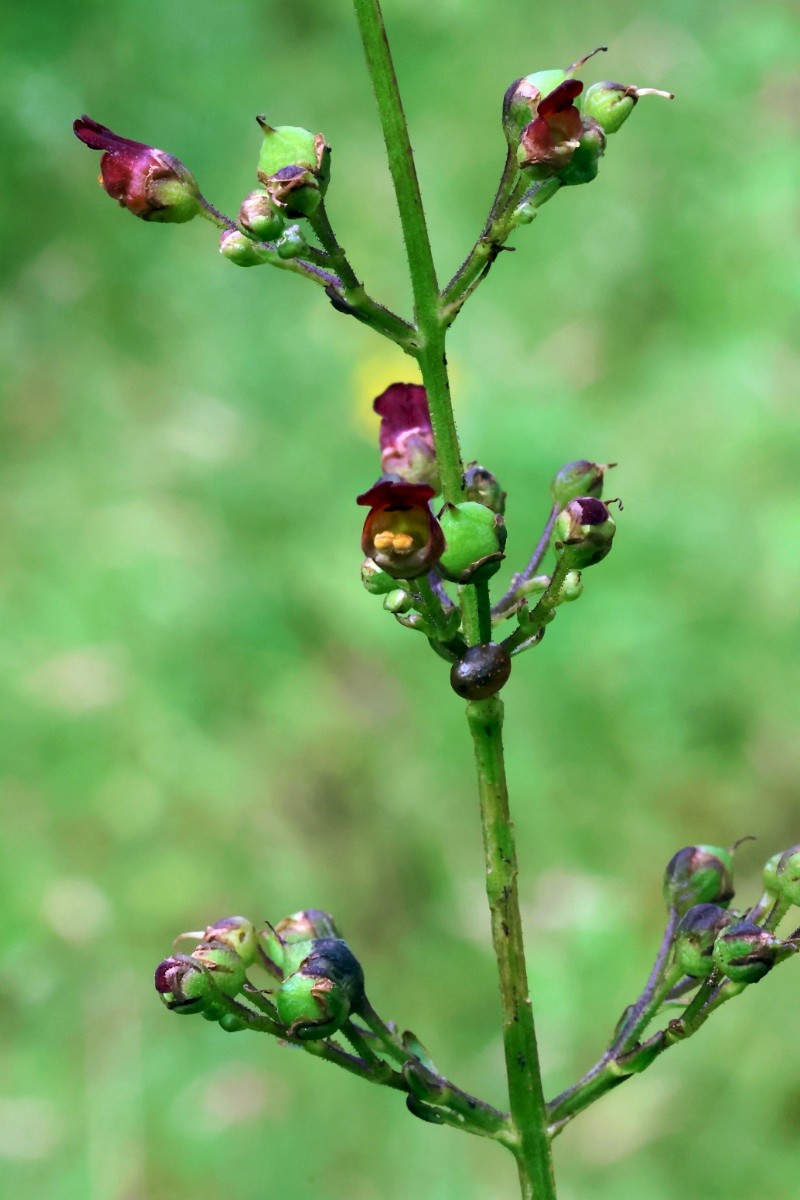 Scrophularia auriculata - © Charles Hipkin