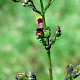 Scrophularia auriculata