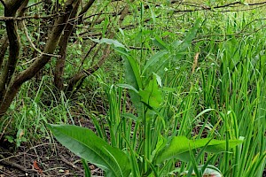 Water Dock: Rumex hydrolapathum