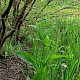 Rumex hydrolapathum