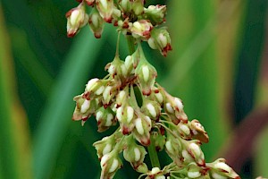 Water Dock: Rumex hydrolapathum