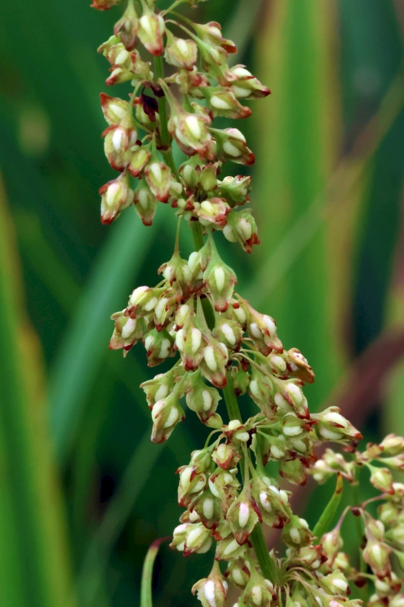 Rumex hydrolapathum - © Charles Hipkin