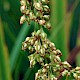 Rumex hydrolapathum