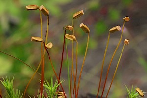 Bank Haircap: Polytrichum formosum