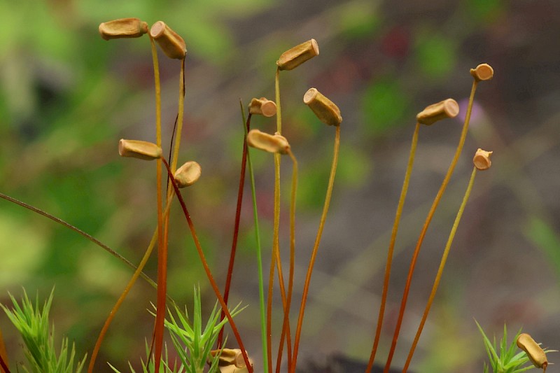 Polytrichum formosum - © Charles Hipkin