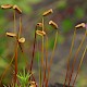 Polytrichum formosum