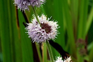 Water Mint: Mentha aquatica