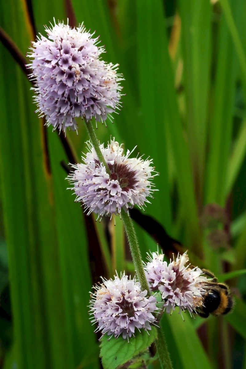 Mentha aquatica - © Charles Hipkin