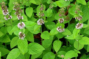 Whorled Mint (M. aquatica x arvensis): Mentha x verticillata