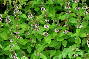 Whorled Mint (M. aquatica x arvensis): Mentha x verticillata