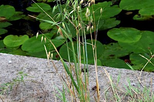 Oat: Avena sativa