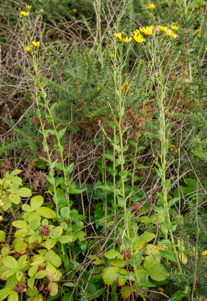 Hieracium Section Sabauda